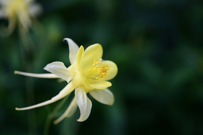 Botanical Beauty