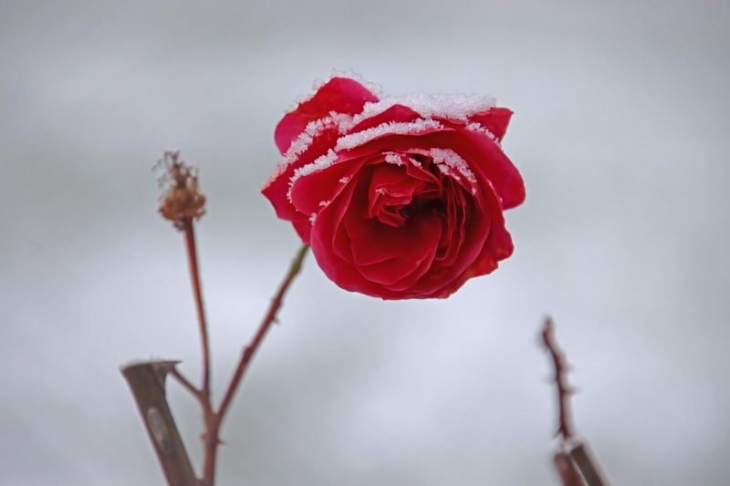 Floral Wax Seal