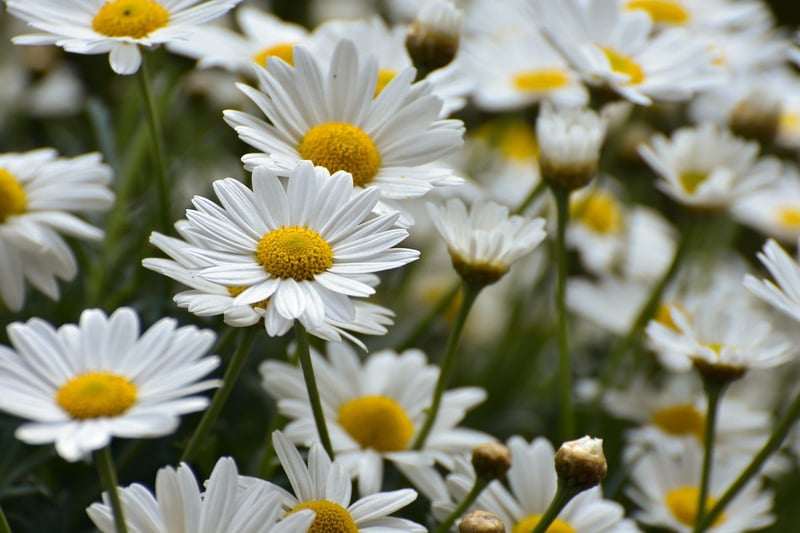 Botanical Beauty